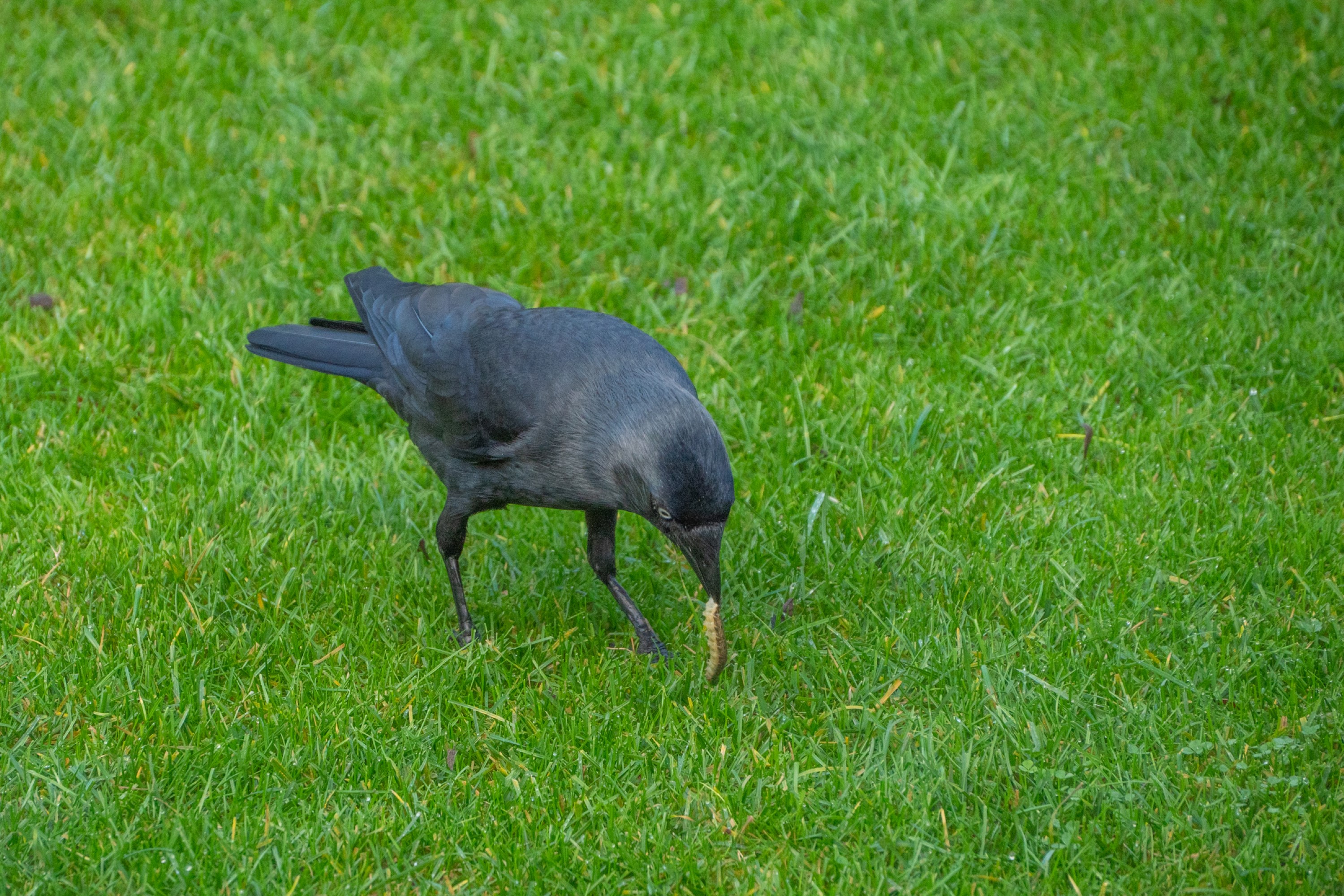 Kauw vangt insect in gras